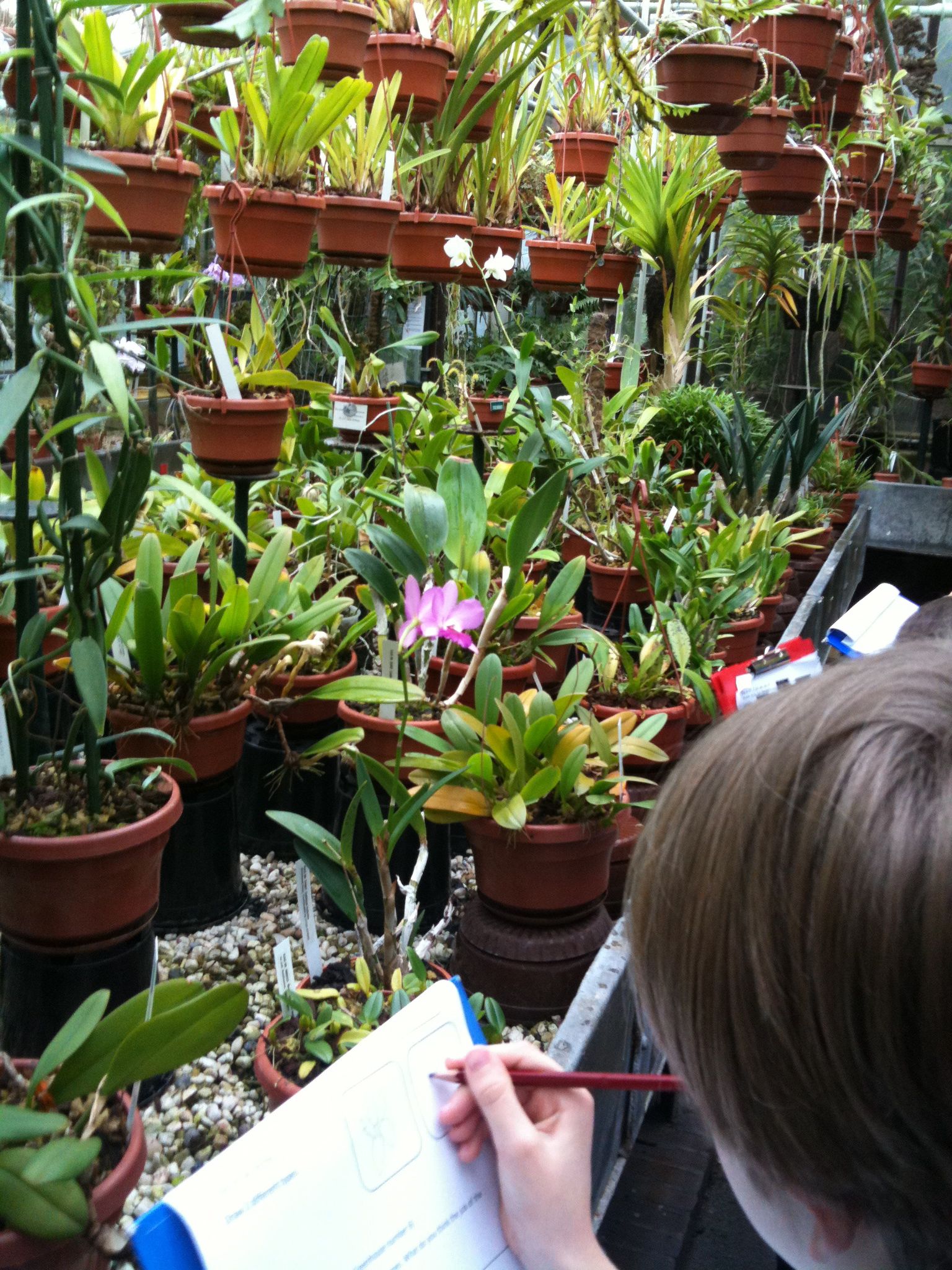 Botanical Garden Leiden